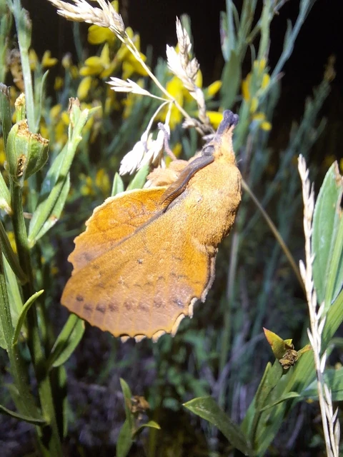 Gastropacha quercifolia - tölgylevélpohók