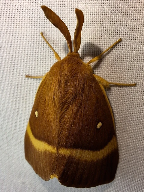 Lasiocampa quercus - tölgyfaszövő