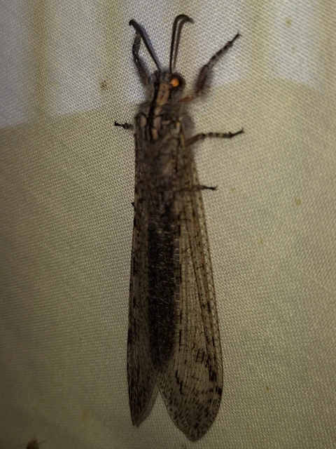 Acanthaclisis occitanica - pusztai hangyaleső