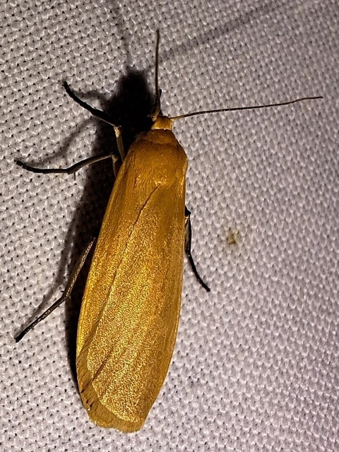 Eilema sororcula - sárga zuzmószövő