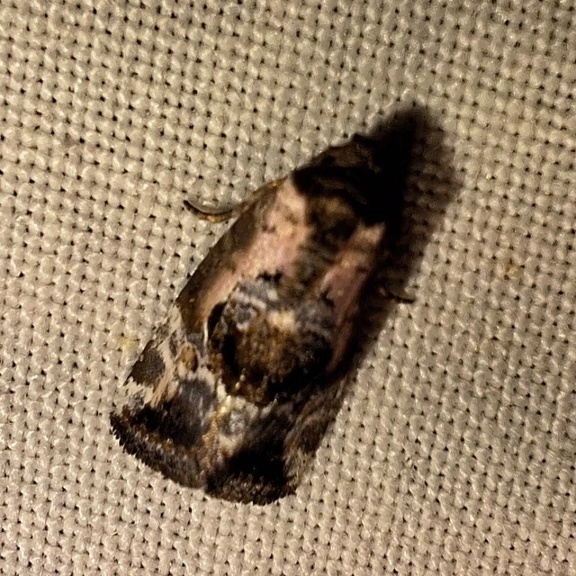 Hapalotis venustula - rózsaszínű mázasbagoly