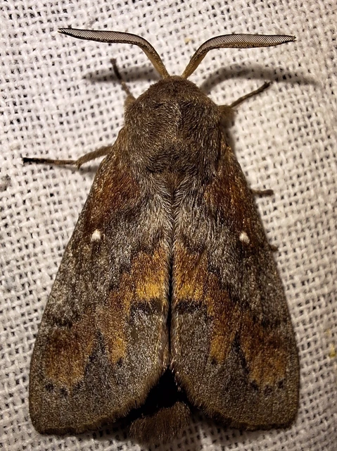 Dendrolimus pini - fenyőpohók