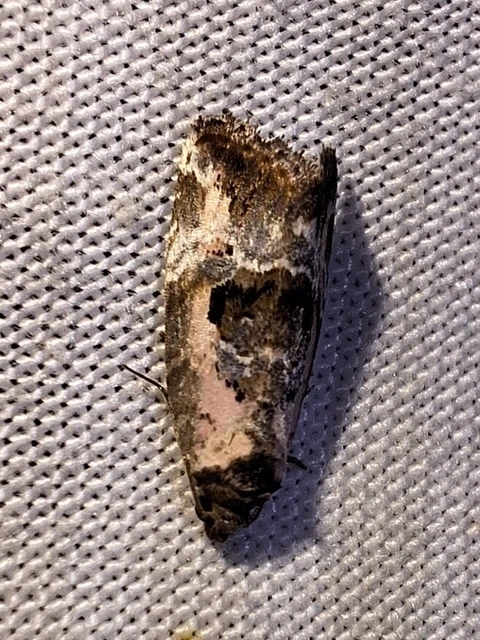 Hapalotis venustula - rózsaszínű mázasbagoly