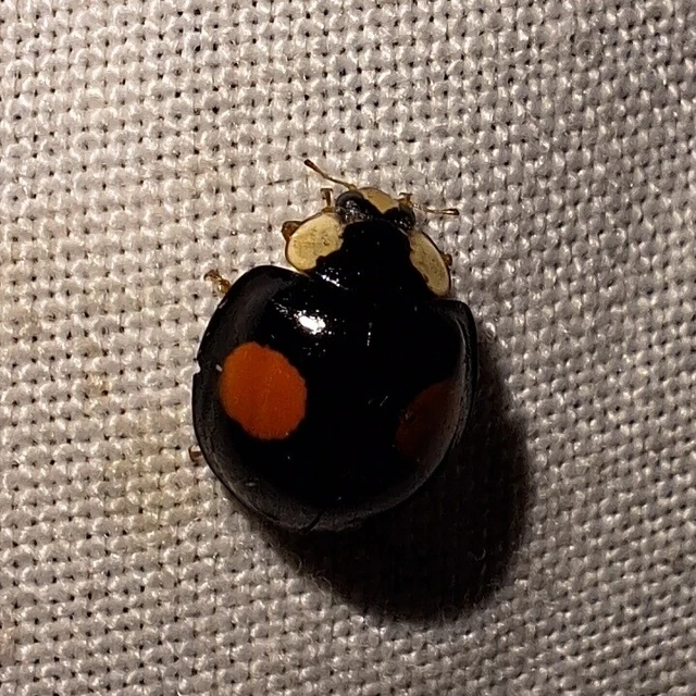 Harmonia axyridis - harlekinkatica