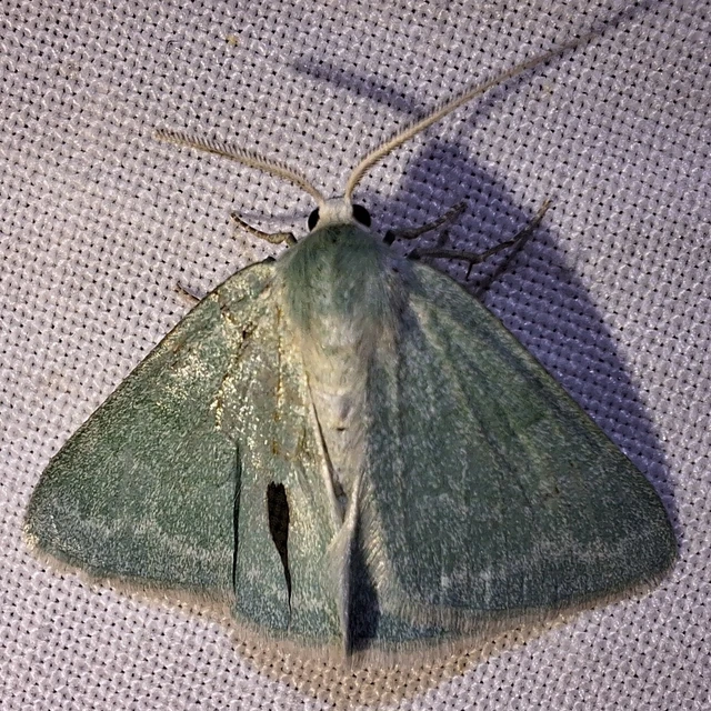Pseudoterpna pruinata - hamvas zöldaraszoló
