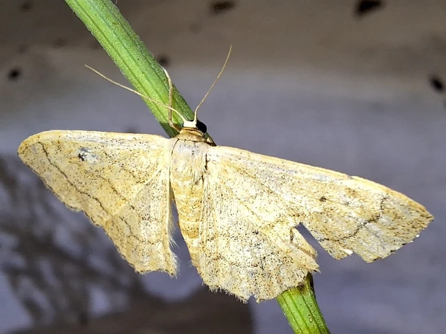 Idaea aversata - nagy sávosaraszoló