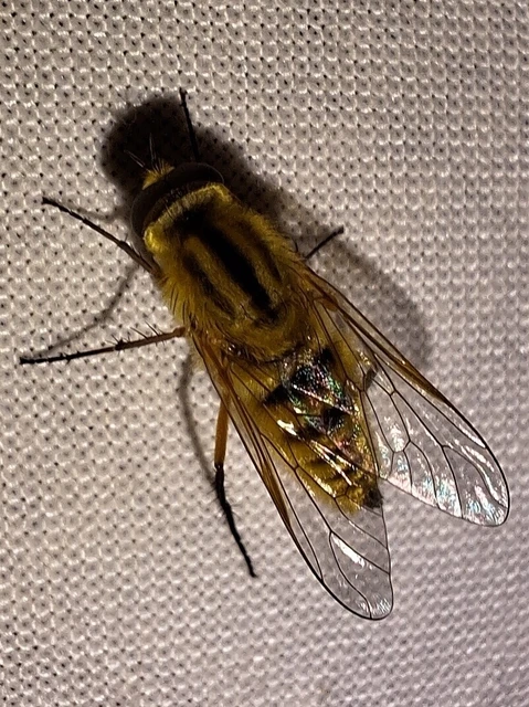 Diptera - Kétszárnyúak Diptera - Kétszárnyúak