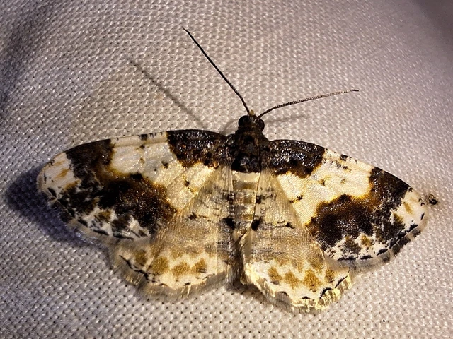 Ligdia adustata - barna levélaraszoló
