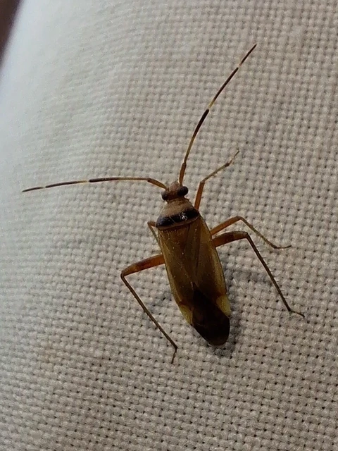 Adelphocoris vandalicus - feketevállú mezeipoloska
