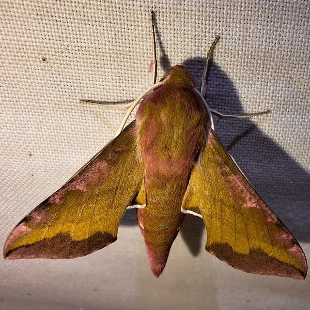 Deilephila porcellus - piros szender