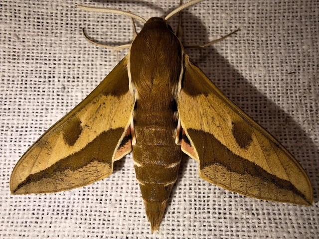 Hyles euphorbiae - kutyatejszender
