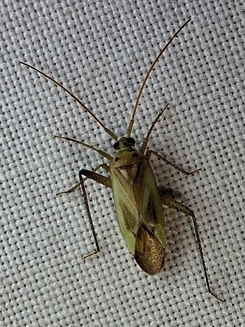 Adelphocoris lineolatus - lucernapoloska