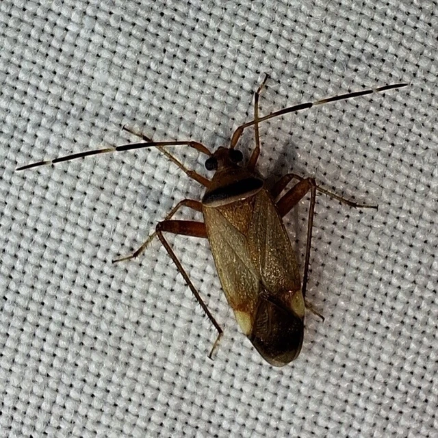 Adelphocoris vandalicus - feketevállú mezeipoloska