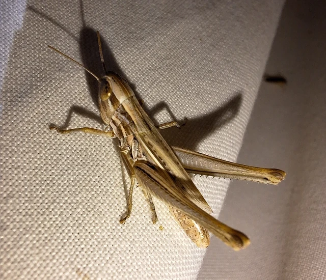 Orthoptera - Egyenesszárnyúak