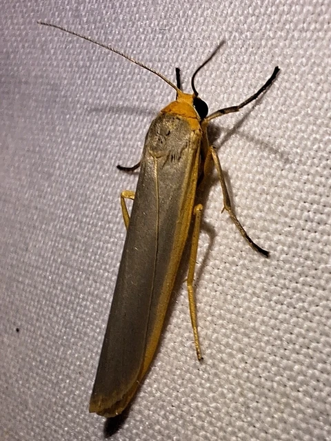 Eilema complana - közönséges zuzmószövő