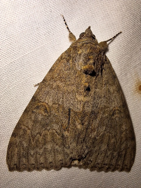 Catocala nupta - piros övesbagoly