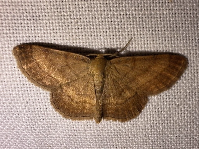 Scopula rubiginata - réti pirosaraszoló