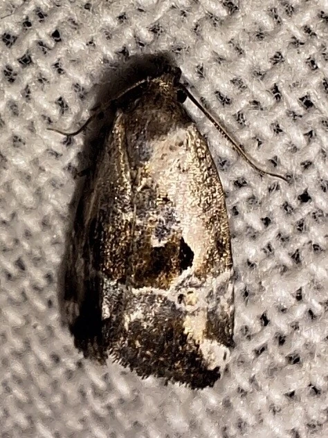 Hapalotis venustula - rózsaszínű mázasbagoly