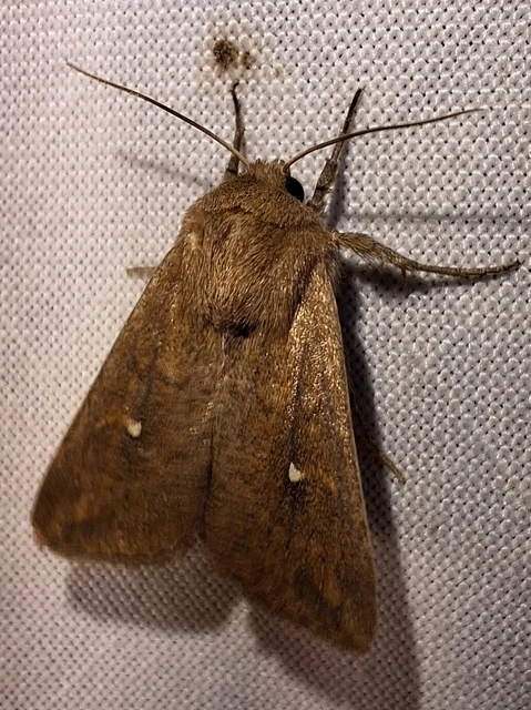 Mythimna albipuncta - fehérpettyes rétibagoly