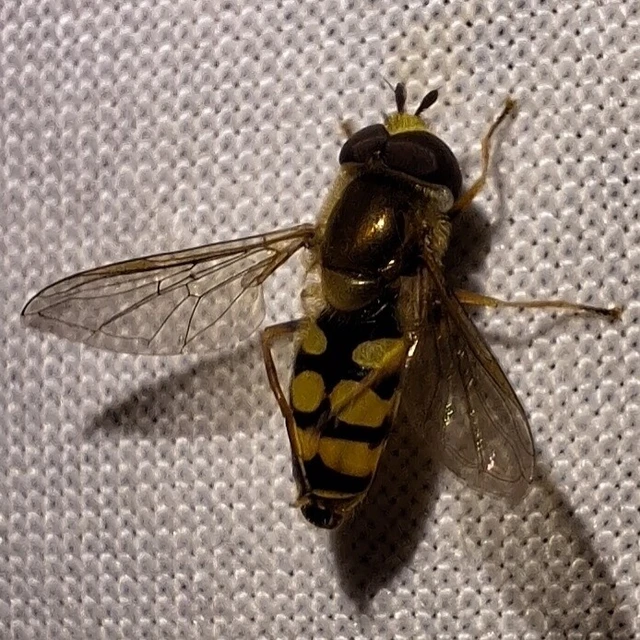 Diptera - Kétszárnyúak Diptera - Kétszárnyúak