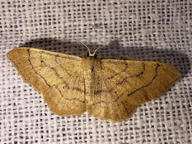 Idaea aversata - nagy sávosaraszoló