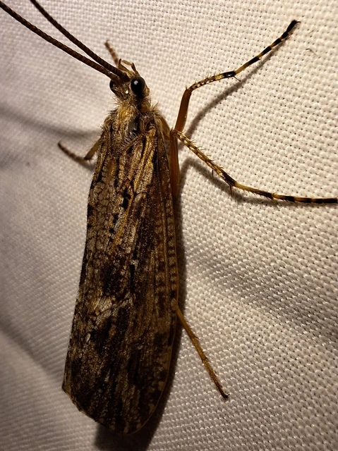 Trichoptera - Tegzesek