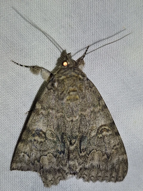 Catocala nupta - piros övesbagoly