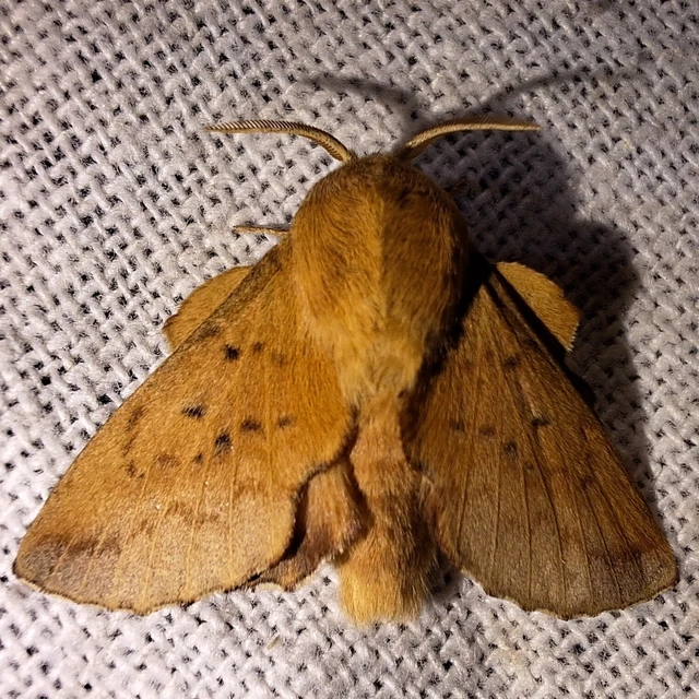 Phyllodesma tremulifolia - nyárlevélpohók