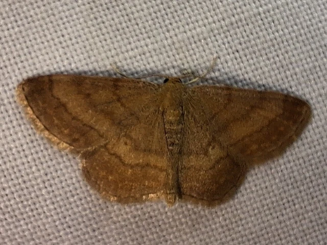 Scopula rubiginata - réti pirosaraszoló