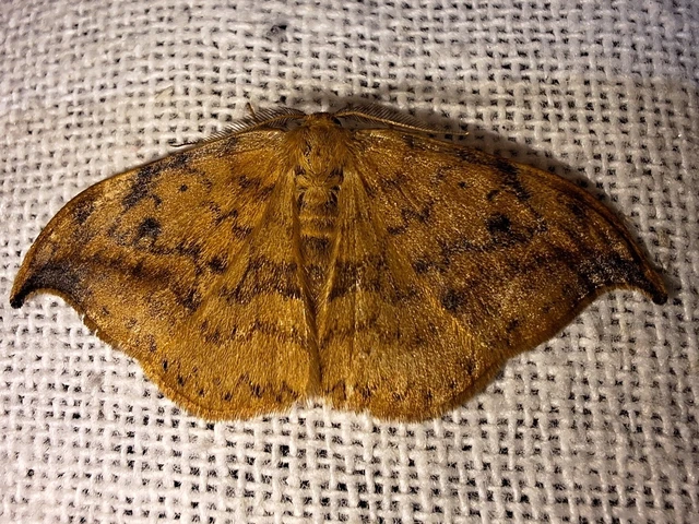 Drepana falcataria - nyárfa-sarlósszövő