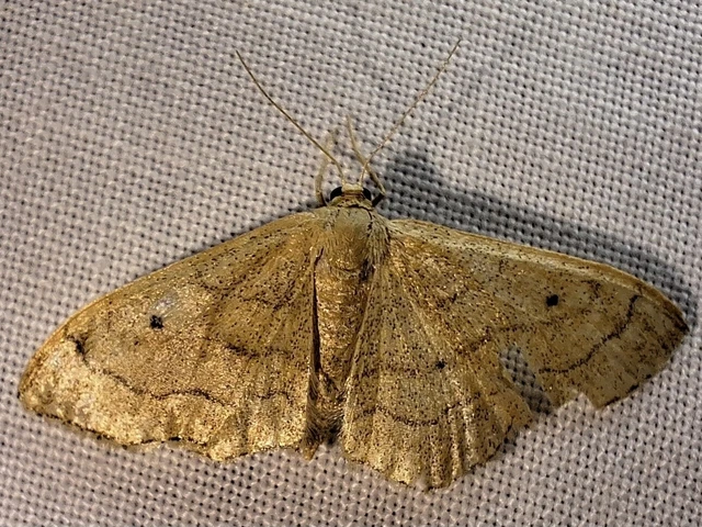 Idaea aversata - nagy sávosaraszoló