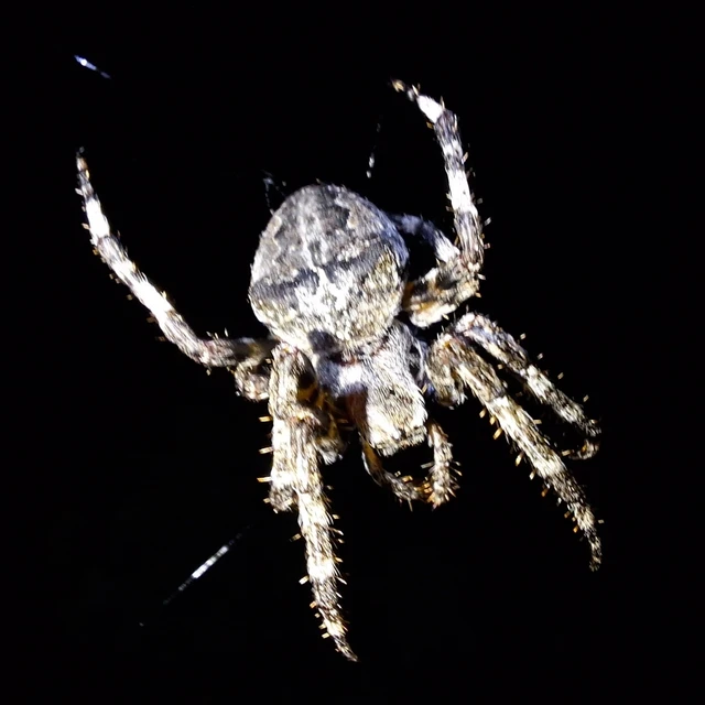 Araneae - Pókok