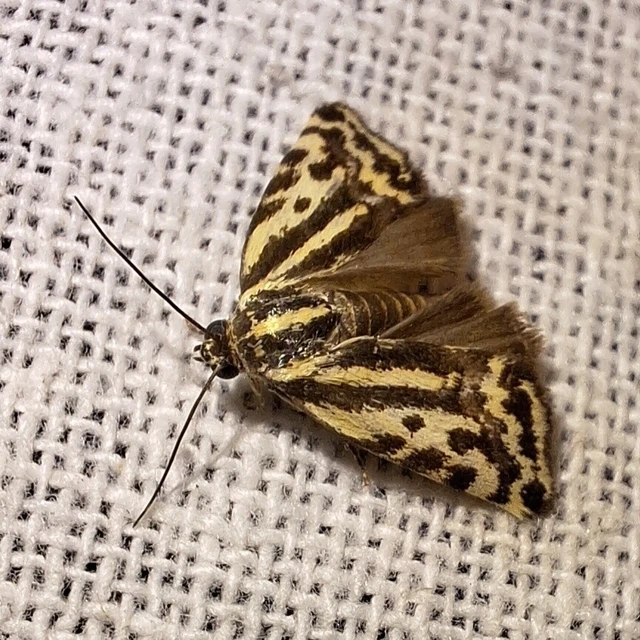 Emmelia trabealis - zebrabagoly