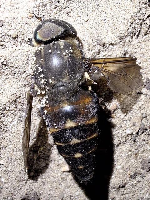Diptera - Kétszárnyúak Diptera - Kétszárnyúak