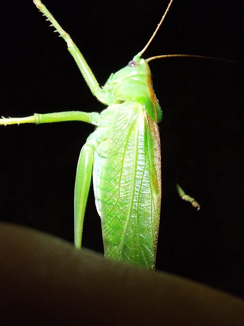 Orthoptera - Egyenesszárnyúak