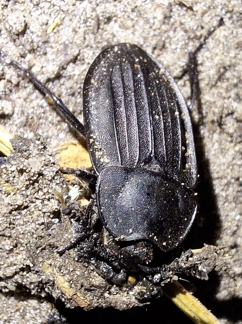 Silpha carinata - karimás dögbogár