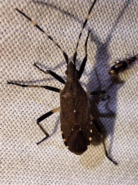 Dicranocephalus Dicranocephalus