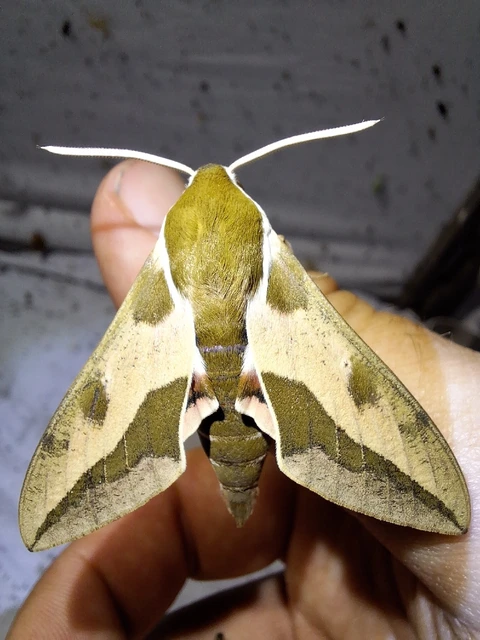 Hyles euphorbiae - kutyatejszender