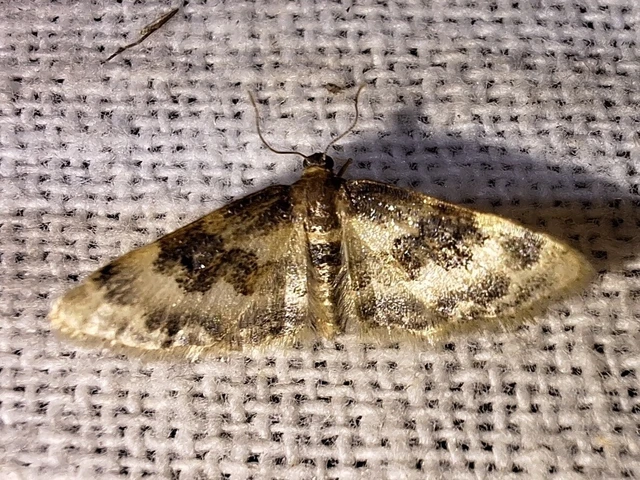 Idaea rusticata - tarka apróaraszoló