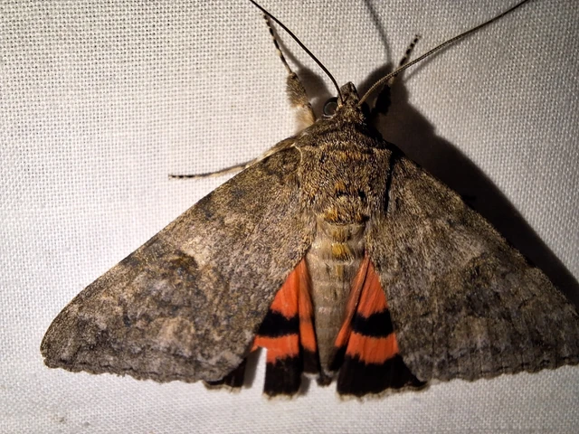 Catocala nupta - piros övesbagoly