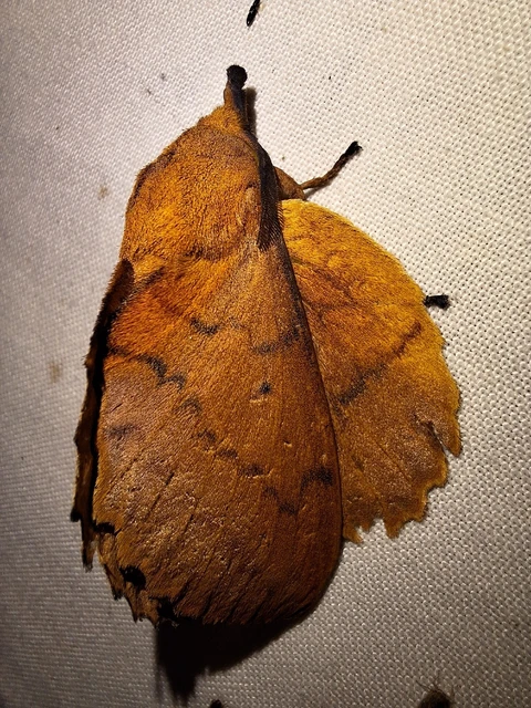 Gastropacha quercifolia - tölgylevélpohók