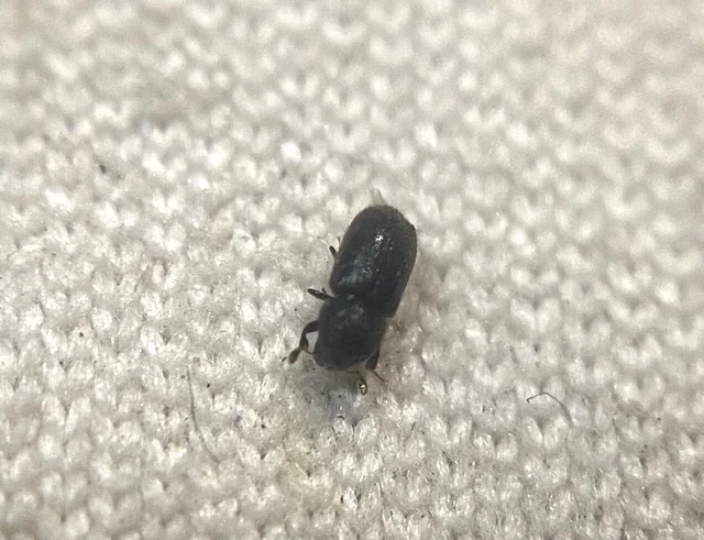 Coleoptera - Bogarak Coleoptera - Bogarak