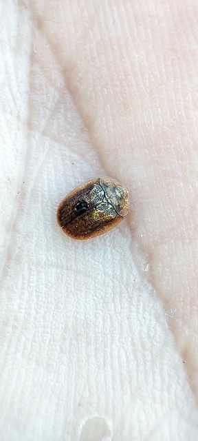 Hypocassida subferruginea - közönséges bordáspajzsbogár