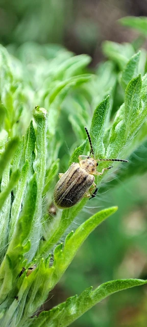 Ophraella communa - parlagfű-olajosbogár