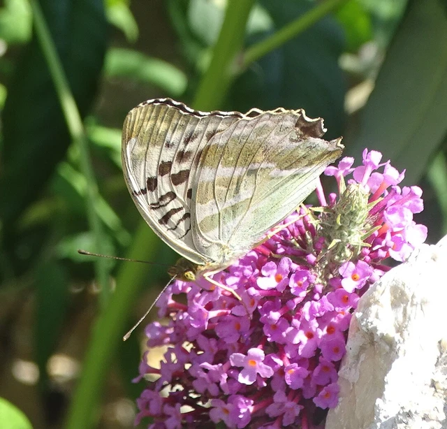 Argynnis paphia - nagy gyöngyházlepke
