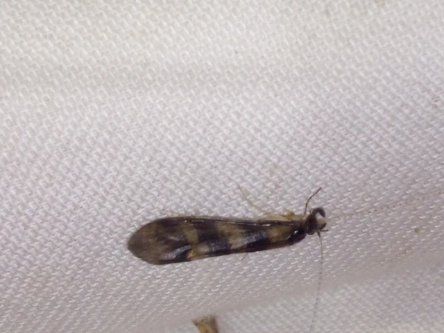 Trichoptera - Tegzesek