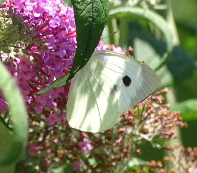 Pieris brassicae - káposztalepke