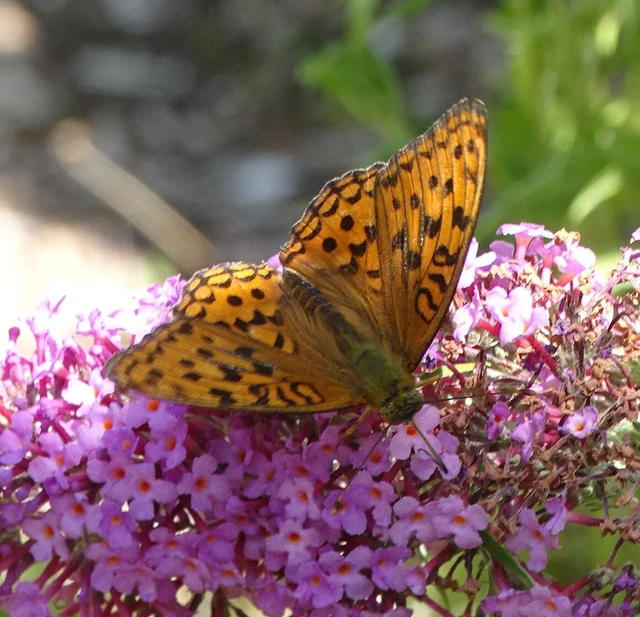 Argynnis adippe - ezüstös gyöngyházlepke
