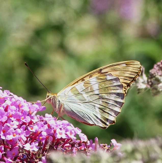 Argynnis paphia - nagy gyöngyházlepke