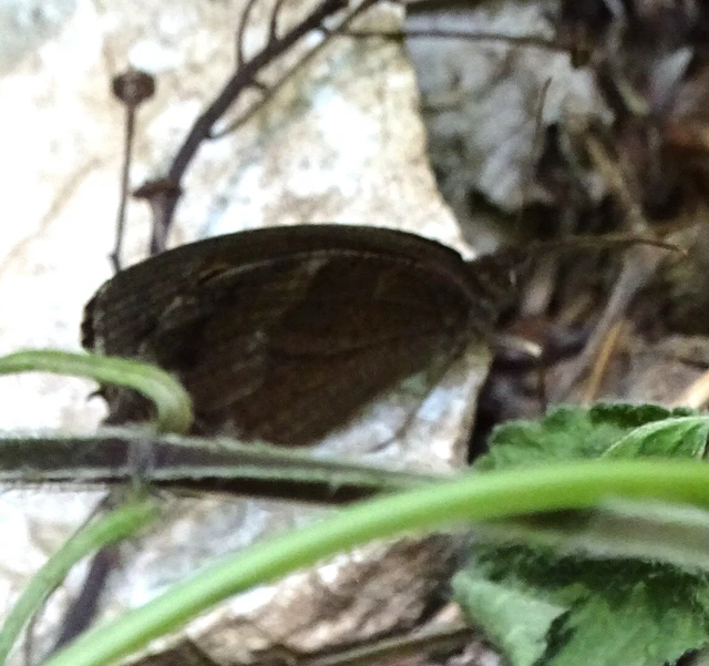 Minois dryas - fekete szemeslepke